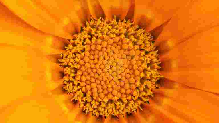 Gazania flower, saved as JPEG at the same size