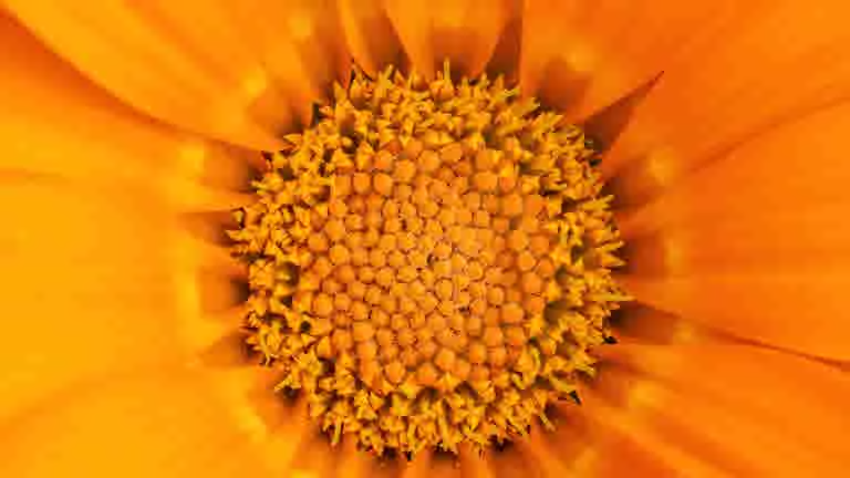 Gazania flower, saved as Pop