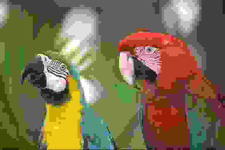 Two parrots, saved as JPEG at the same size