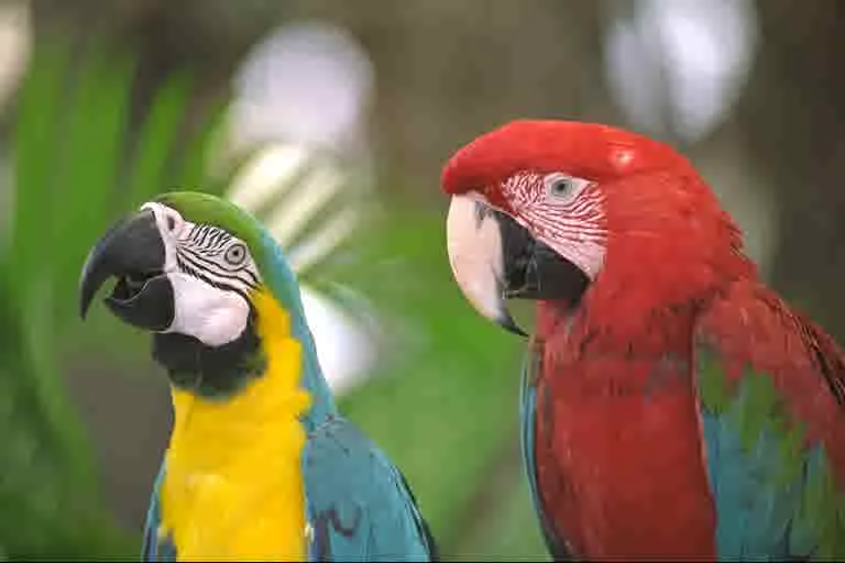 Two parrots, saved as Pop