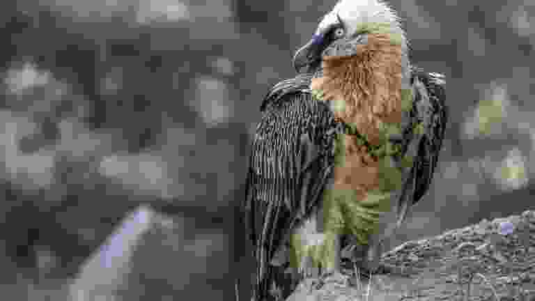 Bearded vulture, saved as JPEG at the same size