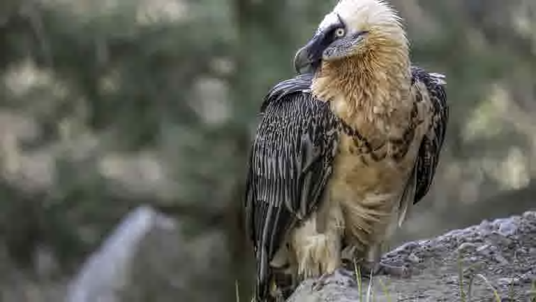Bearded vulture, saved as Pop